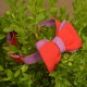 Краватка-метелик льняна двостороння (червоний;фіолетовий)