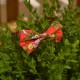 Бабочка красная хлопковая в цветочек